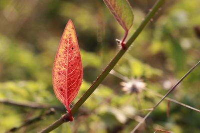 Close-up of red leaf on plant during autumn