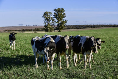 Cows grazing on field