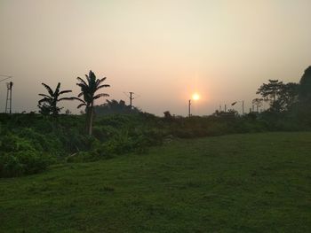 Scenic view of palm trees on field against sky during sunset