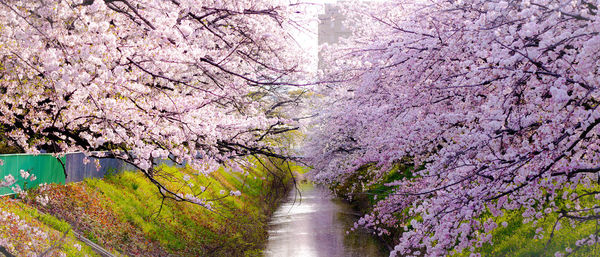 Scenic view of cherry blossom by canal