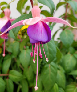 Close-up of purple flowers blooming outdoors