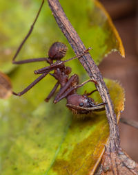 Close-up of insect on plant