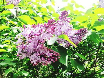 Close-up of pink flowering plant