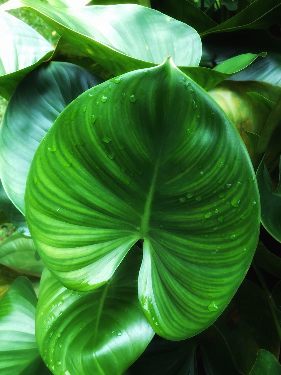 CLOSE-UP OF FRESH GREEN LEAVES ON WHITE FLOWER