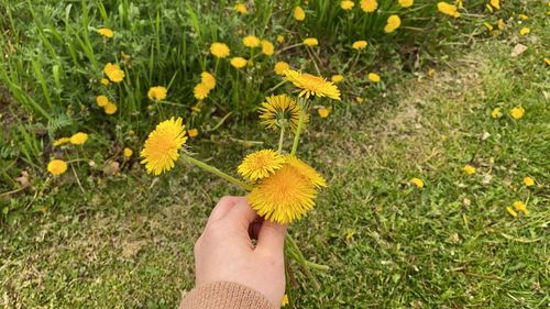 Cropped hand holding yellow flowering plants