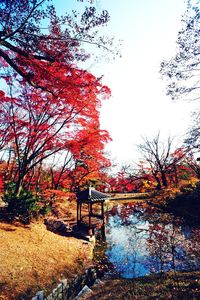 Trees by water against sky