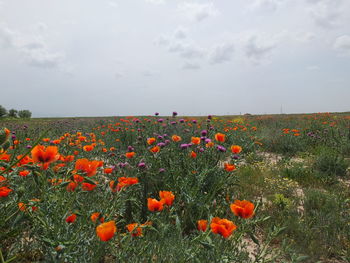 Poppies growing on field against sky