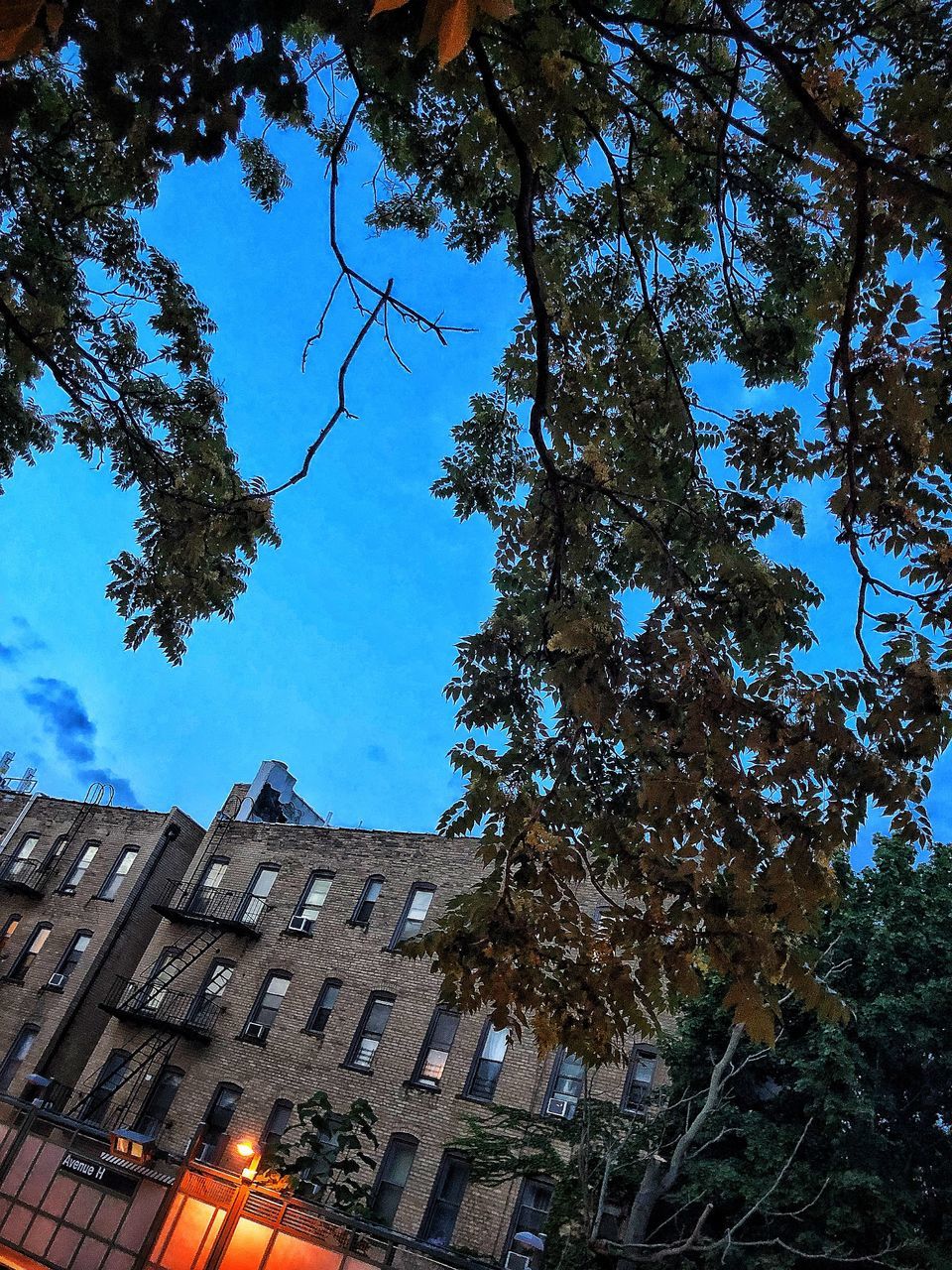 tree, plant, low angle view, building exterior, architecture, built structure, sky, nature, building, no people, growth, branch, outdoors, day, blue, city, illuminated, residential district, window, sunlight