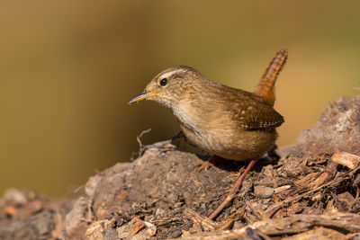 Close-up of bird perching on rock