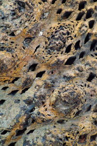 Full frame shot of lizard on rock