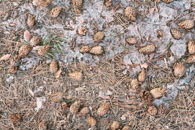 Full frame shot of dry tree