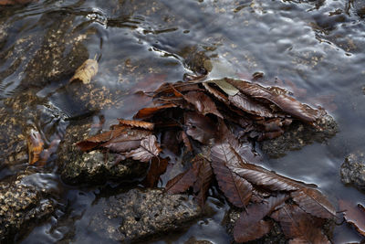 High angle view of leaves on shore