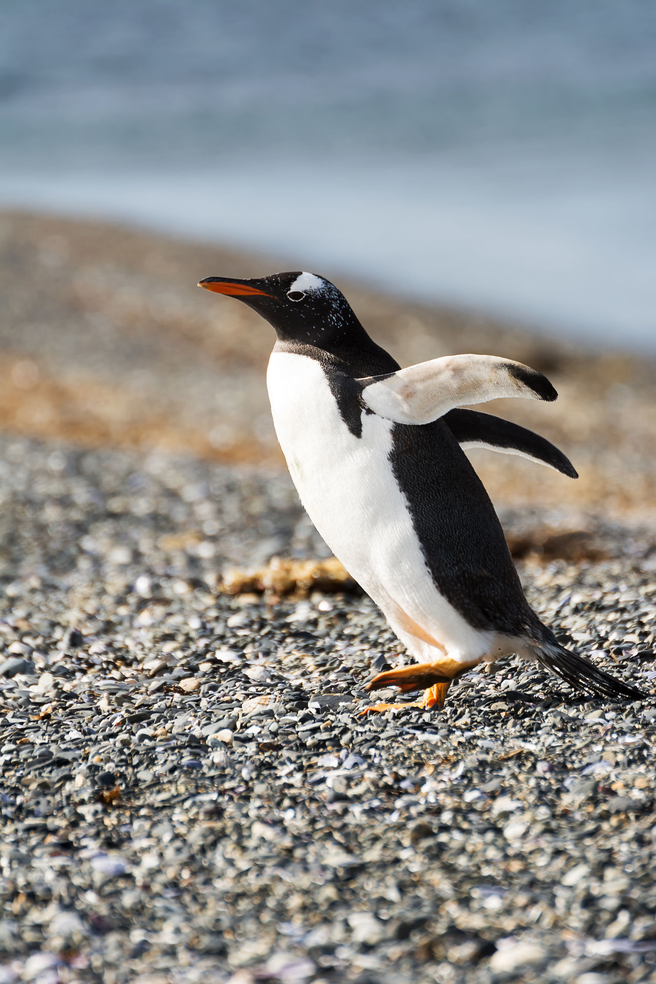 Martillo; patagonia; pygoscelis papua; argentina; harberton; isla; portrait; beagle; magellano; bird; nature; gentoo; wildlife; pygoscelis; wild; beak; south; natural; island; antarctic; polar; travel; watching; rocks; water; malvinas; adult; colony; mari