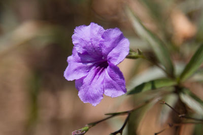 Close-up of purple iris blooming outdoors
