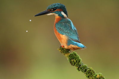 Close-up of kingfisher perching on branch