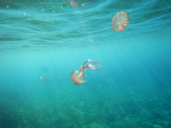 Jellyfish swimming in sea