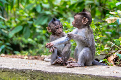 Young monkeys sitting on retaining wall in forest