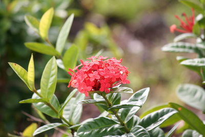 Close-up of red flowers blooming outdoors