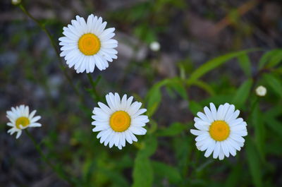 Close-up of white daisy flowers