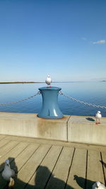 Seagull on railing against sea