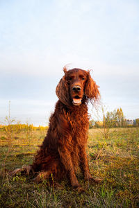 Dog sitting in a field