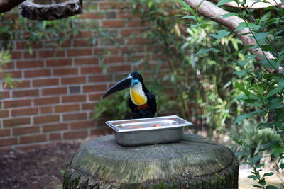 Bird perching on wall