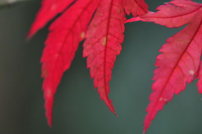 Close-up of red maple leaves against blurred background