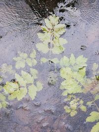 High angle view of leaves floating on lake