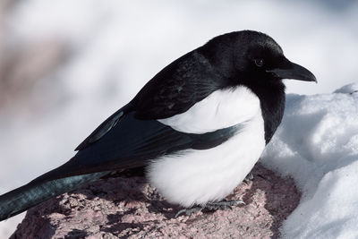 Close-up of a bird