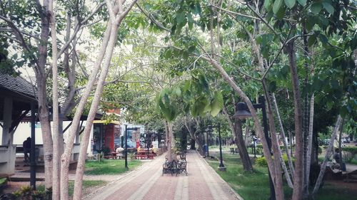 Street amidst trees in park