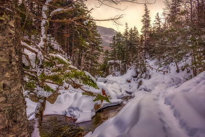 Snow covered trees in forest against sky