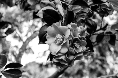 Close-up of flowering plant