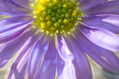 Macro shot of flower