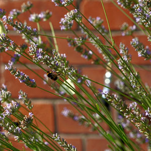 Close-up of insect on flower