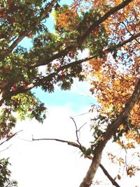 Low angle view of tree against sky