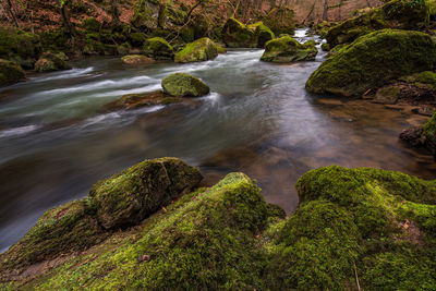 Moss growing on rocks by trees in forest