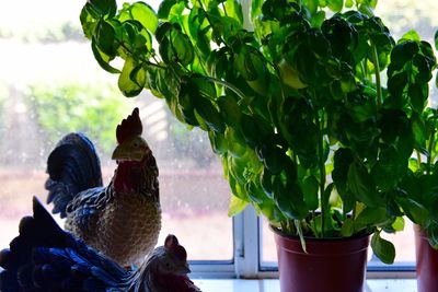 Rooster statues by potted plant against window