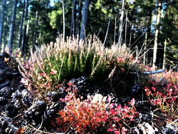 Close-up of flowering plants by trees in forest