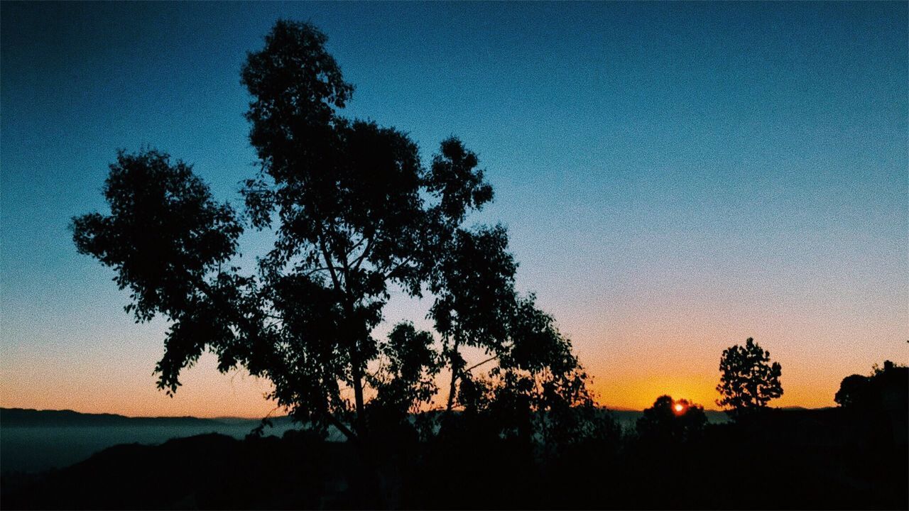 tree, silhouette, sunset, nature, beauty in nature, scenics, tranquil scene, sky, outdoors, no people, growth, clear sky, tranquility, landscape, blue, low angle view, day