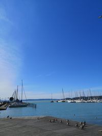 Sailboats moored in marina against clear blue sky
