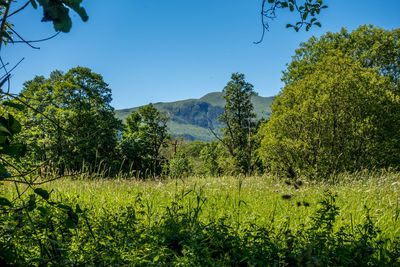 Plants and trees on landscape against clear sky