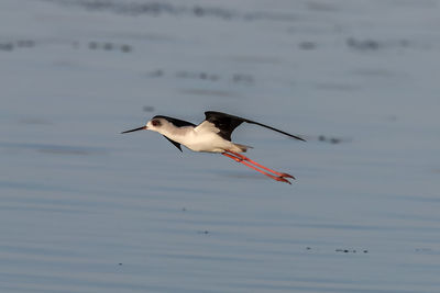 Bird flying over lake