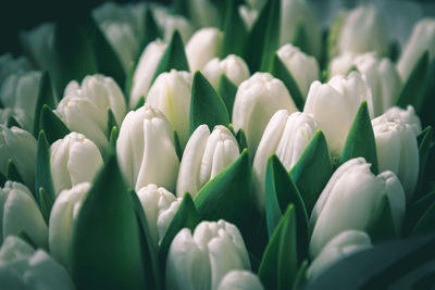 Close-up of white flowering plants