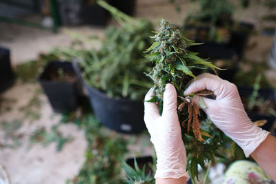 Crop unrecognizable scientist in white gloves checking weed plant in greenhouse while working on alternative medicine research