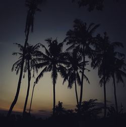 Silhouette palm trees against sky at night