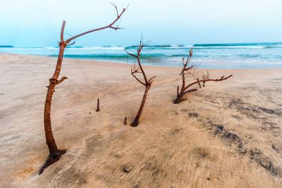 Driftwood on beach