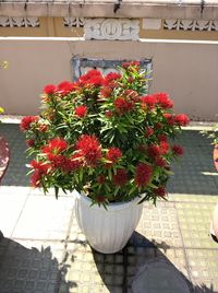 Red flowers growing outdoors