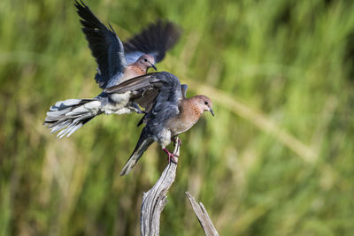 Close-up of a bird flying