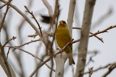 Low angle view of bird perching on branch