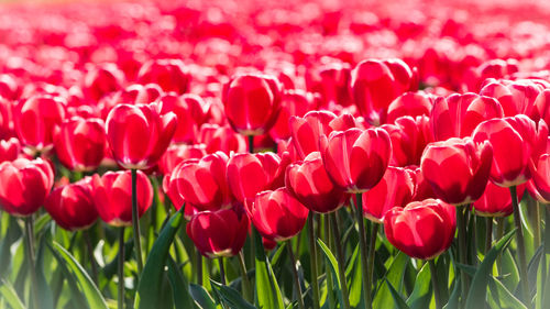 Close-up of red tulips in field